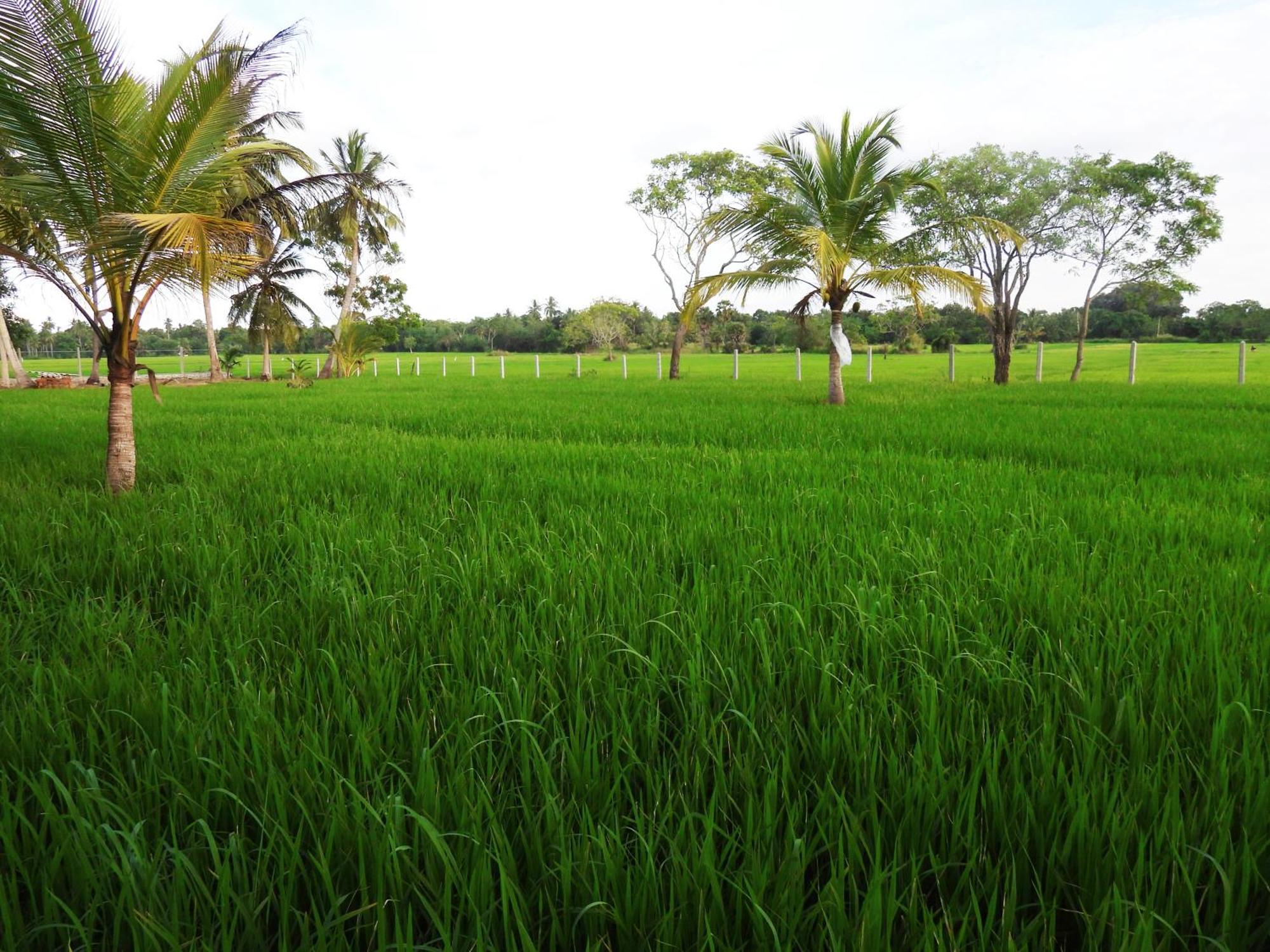 Green Sapphire Holiday Resort Wilpaththu Wilpattu Exterior photo
